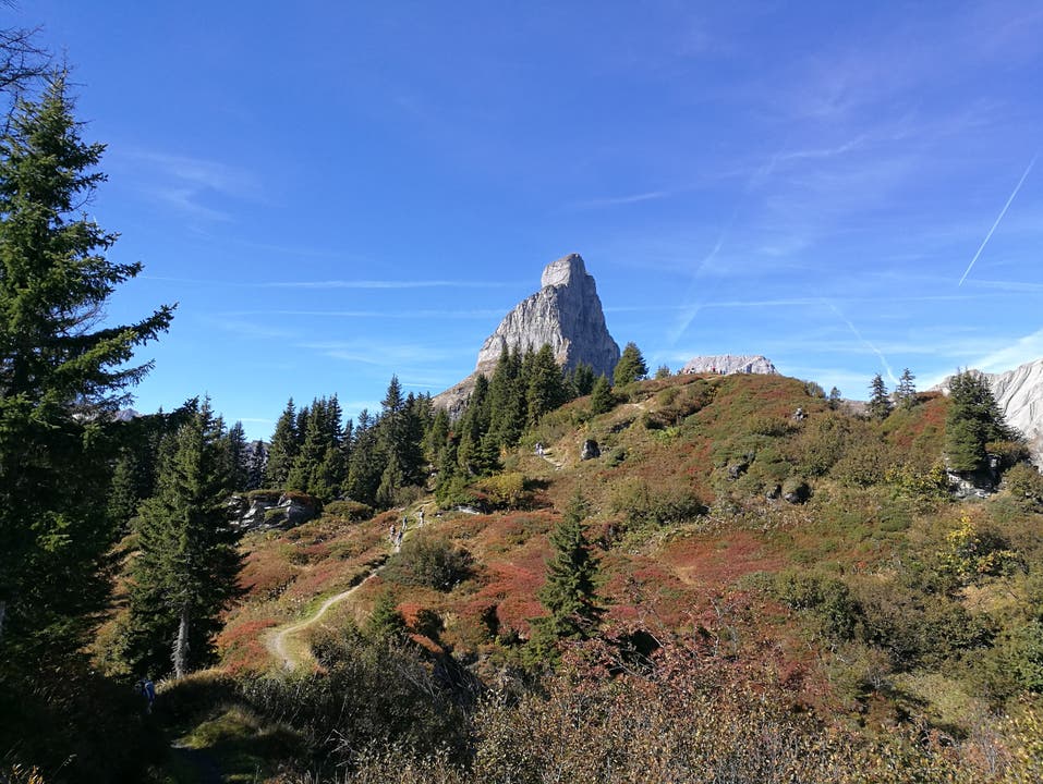 Der Weg ist das Ziel. Der kurze steile Aufstieg zum Seblengrat 1891 m bei herrlicher Aussicht auf die Berge und der farbenfrohen Natur des Herbstes. (Bild: Urs Gutfleisch)