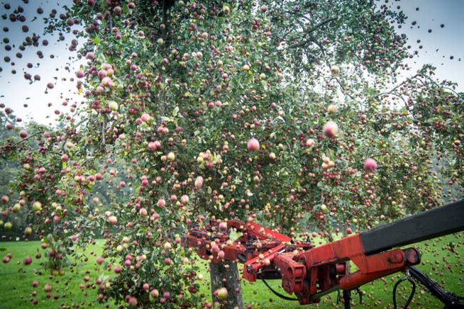Wenn die Baumrüttelmaschine kommt, fliegen die Äpfel in alle Richtungen. (Bilder: Ralph Ribi)