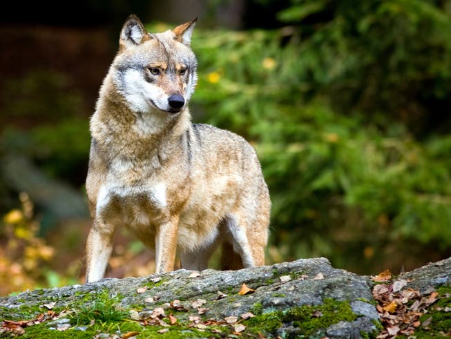 Das Bundesamt für Umwelt hält die Abschussverfügung für einen Wolf im Wallis für nicht gesetzeskonform. (Bild: Keystone/DPA ZB/PATRICK PLEUL)