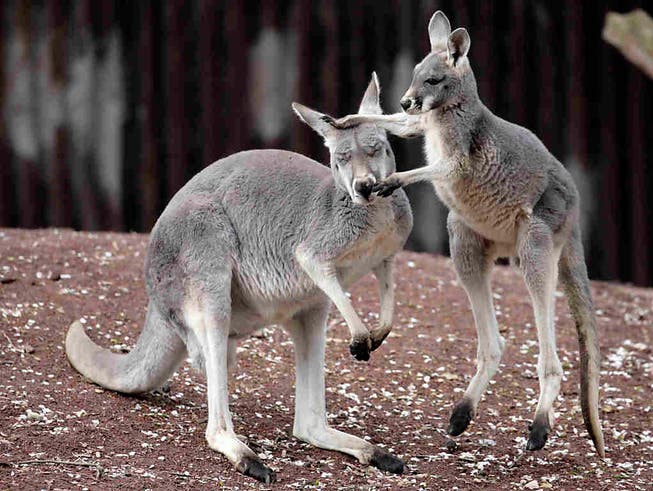 Meistens sind sie friedlich - in Australien wurden bei einem Känguru-Angriff jedoch drei Menschen verletzt. (Bild: KEYSTONE/AP/KAI-UWE KNOTH)