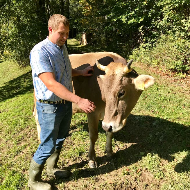 Thomas Barmettlers Kühe tragen Hörner. Weil es sich so ergeben hat, wie er selber sagt. Bilder: Andrea Häusler