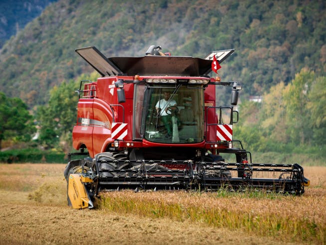Schweizer Bauern sollen wettbewerbsfähiger werden, damit sie es mit der ausländischen Konkurrenz aufnehmen können. Laut Economiesuisse ist eine Lockerung des Grenzschutzes unausweichlich. (Bild: KEYSTONE/TI-PRESS/PABLO GIANINAZZI)