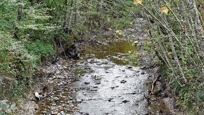 Wasser des Aachbachs (hier unterhalb Mogelsberg) versickert im Boden und wird als Grundwasser für die Wasserversorgung gefasst. (Bild: Urs M. Hemm)