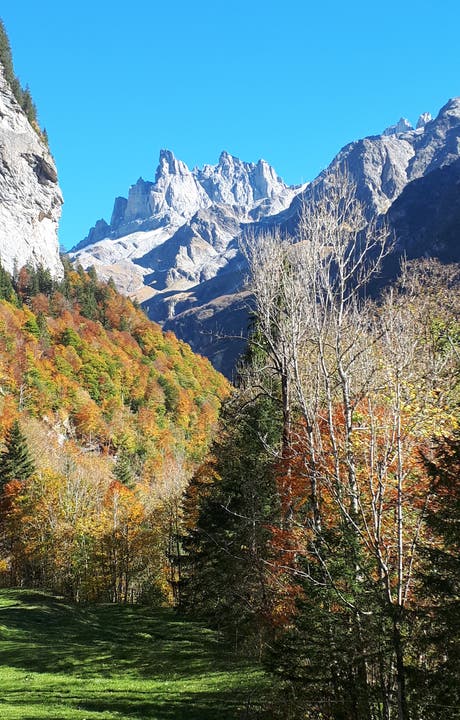 Engelberg,Wanderung Richtung Alpenrösli: Herbstwald mit Spannörter. (Bild: Maria Infanger-Steiner (Engelberg, 13. Oktober 2018))