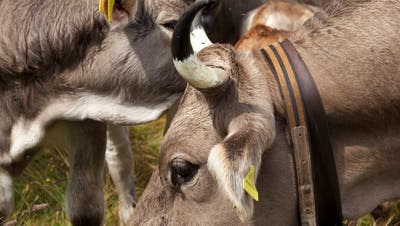 Hörner verraten auch, wie oft eine Kuh gekalbt hat.. (Bild: Keystone)