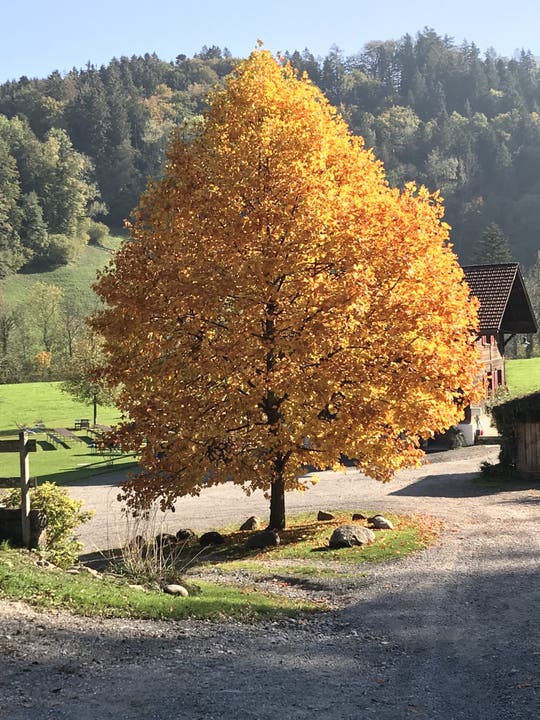 Auf einer Wanderung von Menzingen nach Sihlbrugg. (Bild: Albin Stücheli (Neuheim, 17. Oktober 2018))