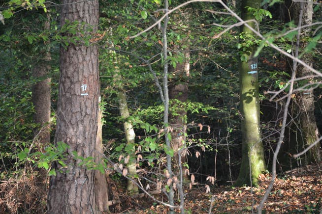 Die Bäume in einem Waldstück im Alvensberg, das der Grösse eines Hektars entspricht, tragen jetzt Nummern.Bild: Beat Lanzendorfer