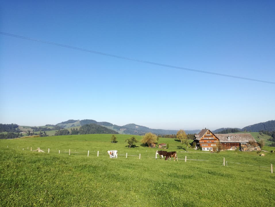 Auf dem Weg nach St.Peterzell gilt es, mehrere Kuhweiden zu durchqueren. (Bild: Marlen Hämmerli)