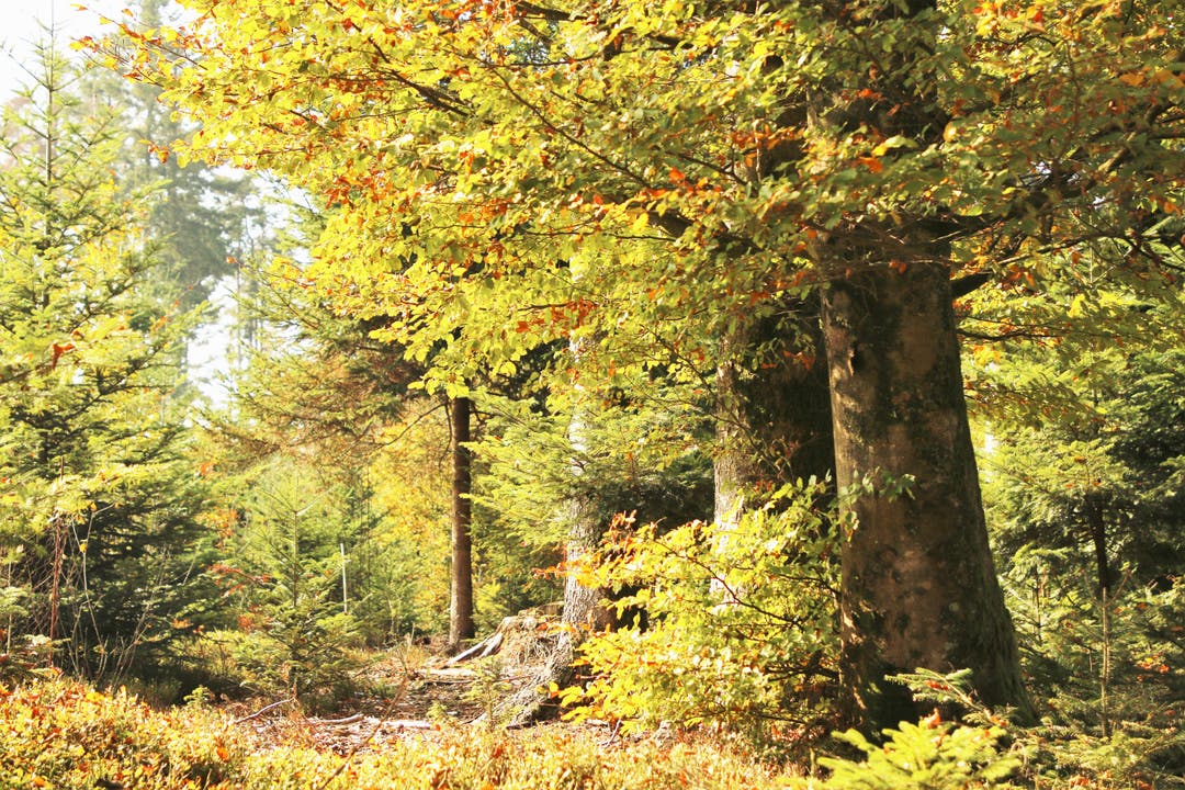 Goldiger Herbstwald. (Bild: Irene Wanner (Schötz, 18. Oktober 2018))