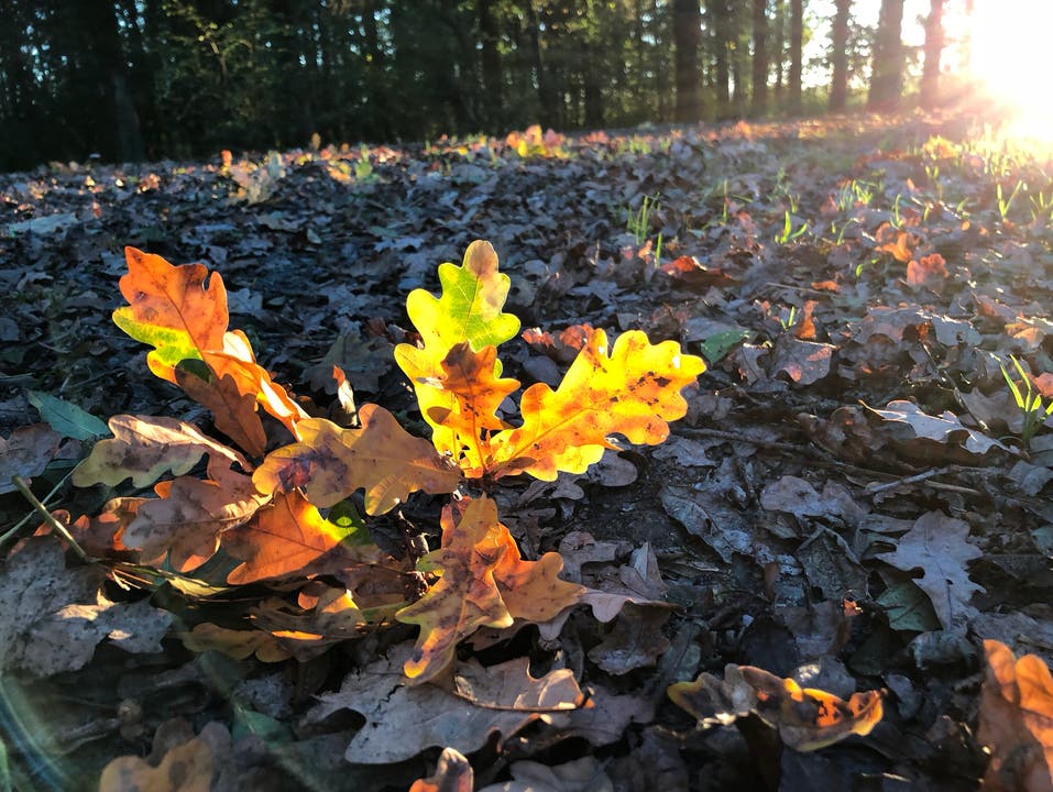 Sonnenstrahlen durch den Herbstwald. (Bild: Lucia Visser (Hünenberg, 16. Oktober 2018))