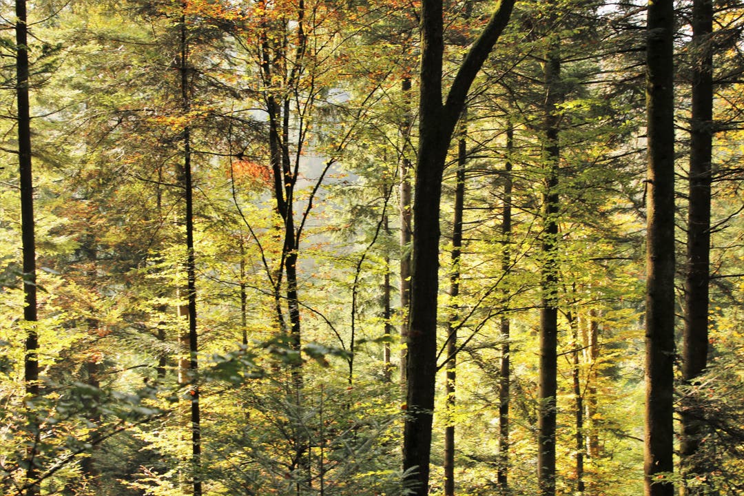 Wunderschöner Herbstwald. (Bild: Irene Wanner (Schötz, 18. Oktober 2018))