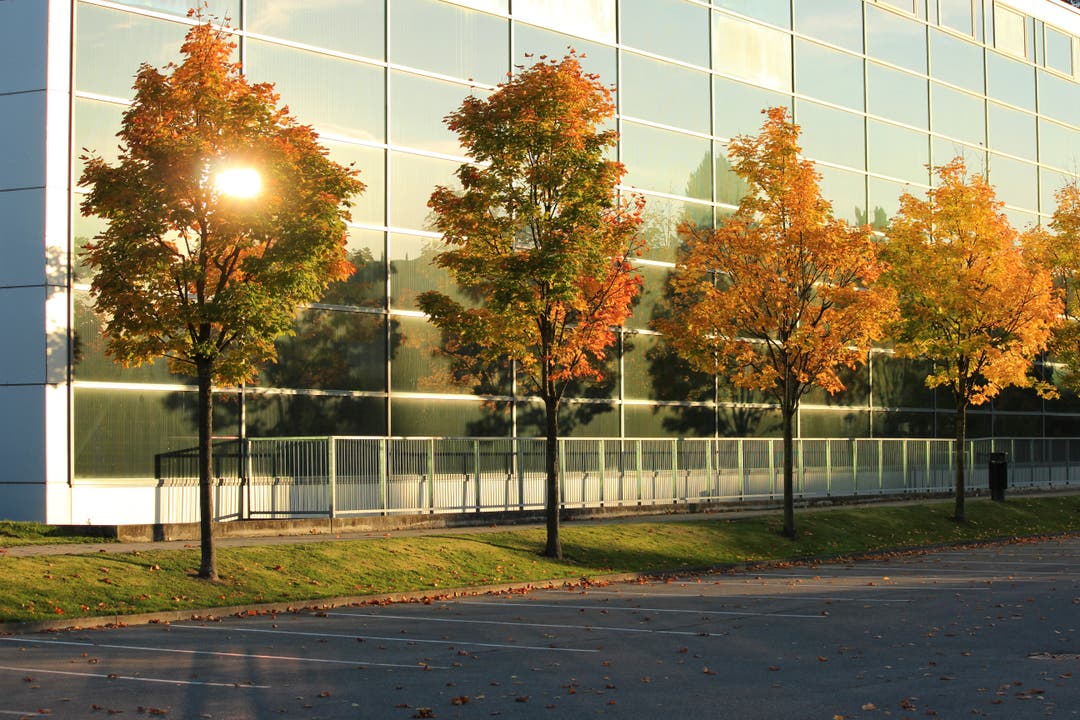Farbenprächtiger Ahorn vor der kühlen Glasfassade der Sporthalle. (Bild: Heidi Bucher (Willisau, 10. Oktober 2018))