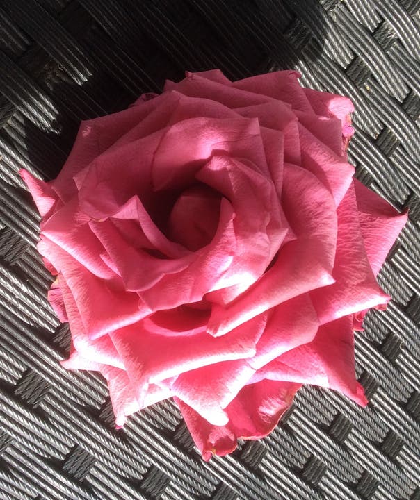 Diese Rose wurde mir in der Luzerner Gärtnerei geschenkt, da sie abgefallen war. (Bild: Katharina von Burg (Sonnmatt, 2. September 2018))