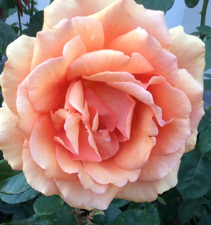 Ein Dank an die herrlichen Rosen der Sonnmatt. (Bild: Katharina von Burg (Sonnmatt, 1. September 2018))