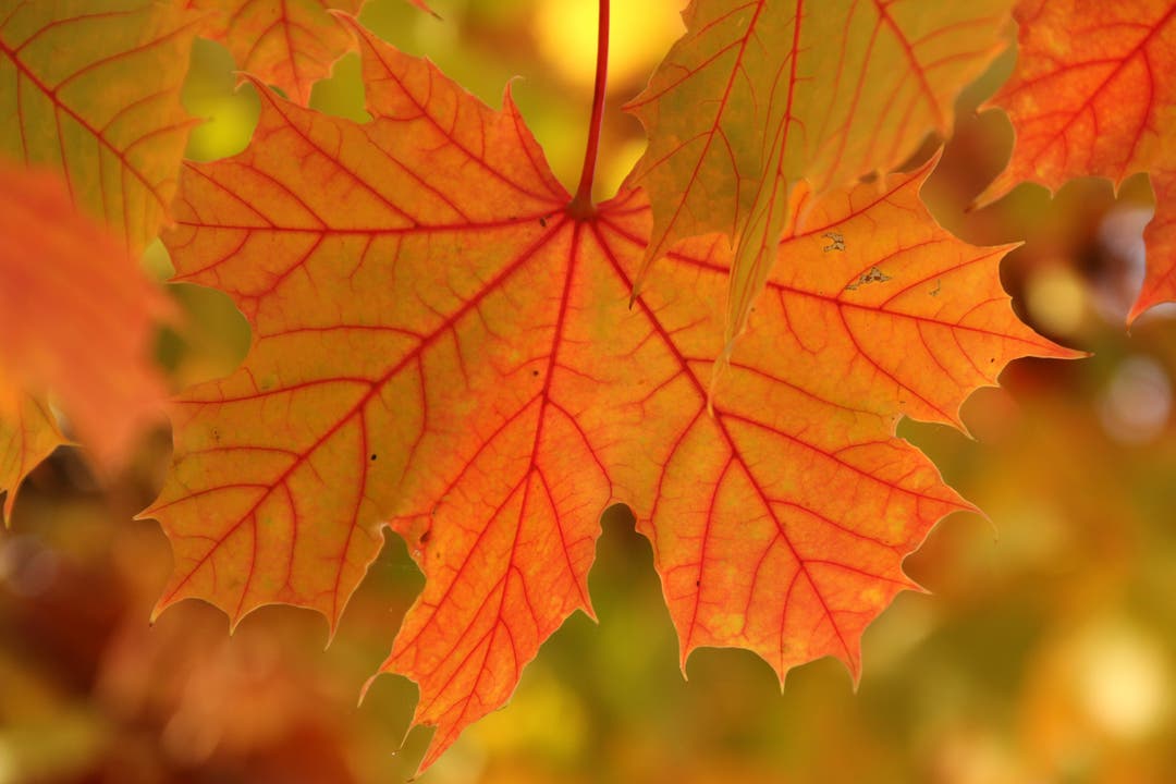 Die Blätter verfärben sich in den warmen Herbstfarben. Schön, unter einem Baum zu stehen und den Herbst zu geniessen. (Bild: Edith Tanner (St. Erhard, 19. Oktober 2018))