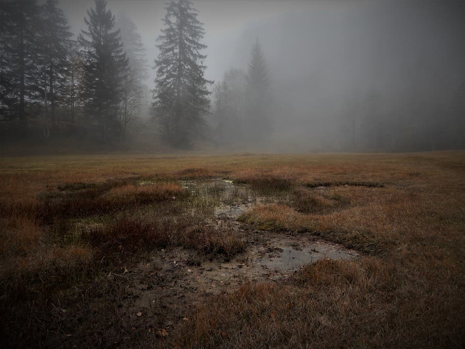 «Nebel heisst umgekehrt leben»; wie schön, dass es in diesem Naturschutzgebiet auf dem Weg vom Gätterlipass zum Urmiberg noch so eine geschützte Oase gibt. (Bild: Margrith Imhof-Röthlin, 22. Oktober 2018)