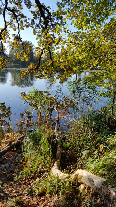 Sonniger Herbsttag am Steinibühlweiher. (Bild: Willy Birrer (Sempach, 23. Oktober 2018))