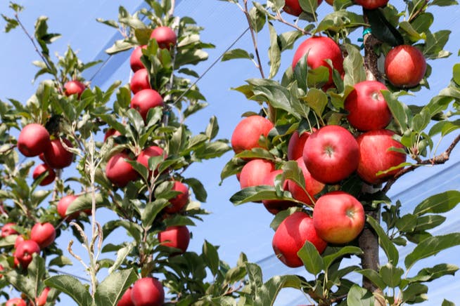 Pausbackige, knackig-rote Äpfel: Die Ernte 2018 ist gut. (Bild: Rudolf Hirtl)