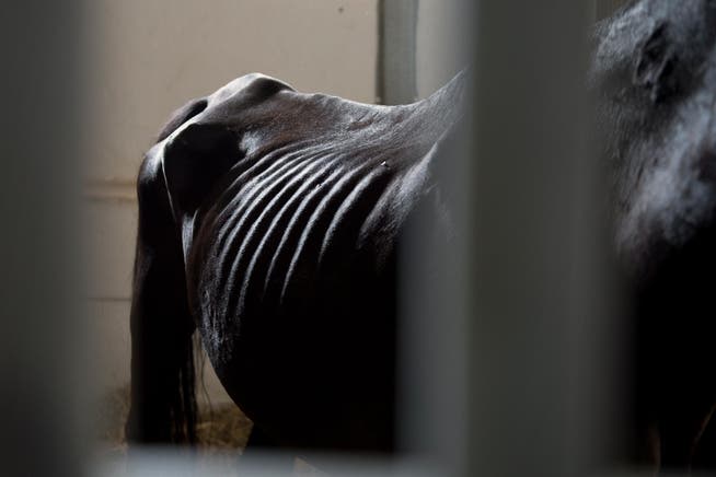 Eines von 83 Pferden, offensichtlich unterernährt, die im August 2017 vom Hof in Hefenhofen geholt und versteigert werden. (Bild: Karin Hofer / NZZ)