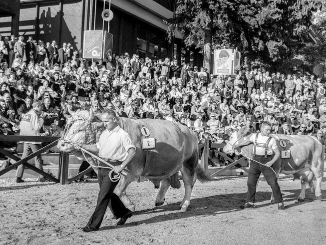 Vorführung der Stiere an der Olma 1967. (Bild: Keystone)