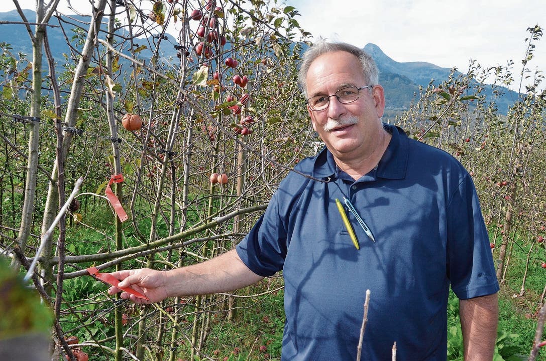 Die Selektion von Pflanzen, mit denen weitergezüchtet wird (im Bild die Apfelbäume mit roter Etikette), gehört zu den Hauptaufgaben von Markus Kobelt, Inhaber und Gründer von Lubera. (Bild: Bilder: Katharina Rutz)
