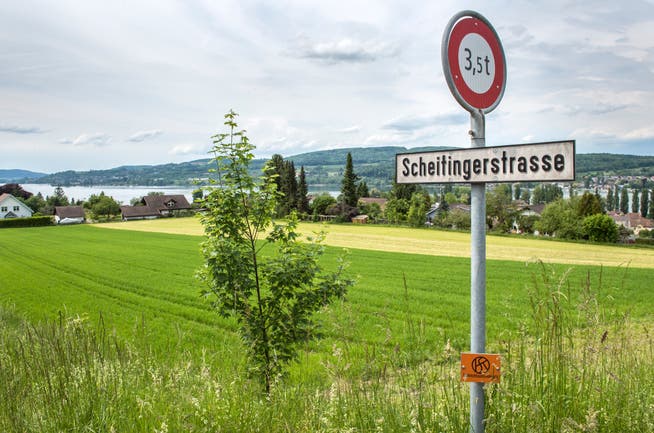 Steckborn TG - Die Scheitingerwiese in Steckborn soll sieben Wohnblöcken weichen. (Bild: Reto Martin)