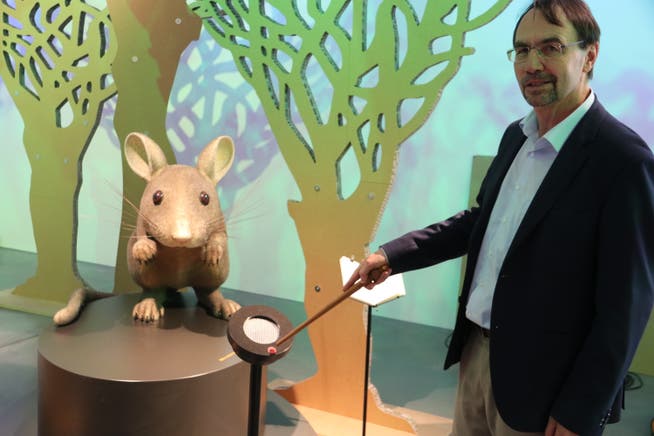 Direktor Toni Bürgin mit Zauberstab und überdimensionierter Hausmaus in der neuen Ausstellung im Naturmuseum St.Gallen. (Bild: Reto Voneschen)