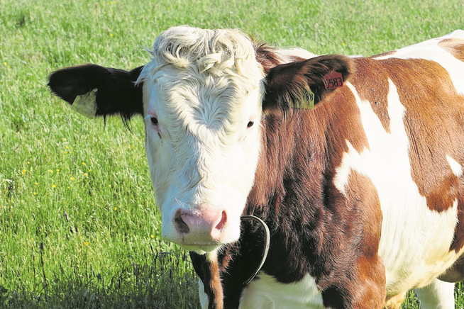 Hornlose Kühe sind laut Experten einfach zu züchten. Bild: Ralf Menache / Getty