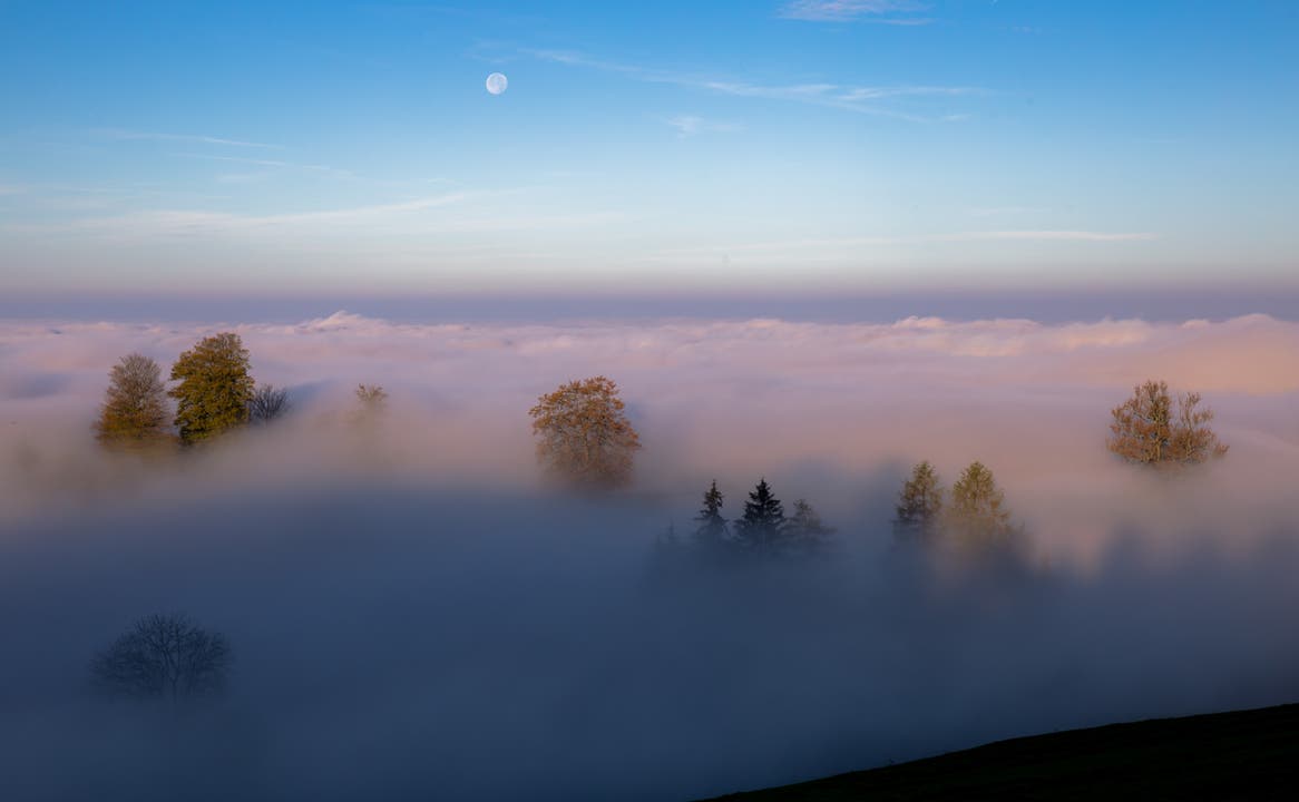 Morgenstimmung über dem Nebelmeer mit dem Mond am Himmel. (Bild: Daniel Hegglin)