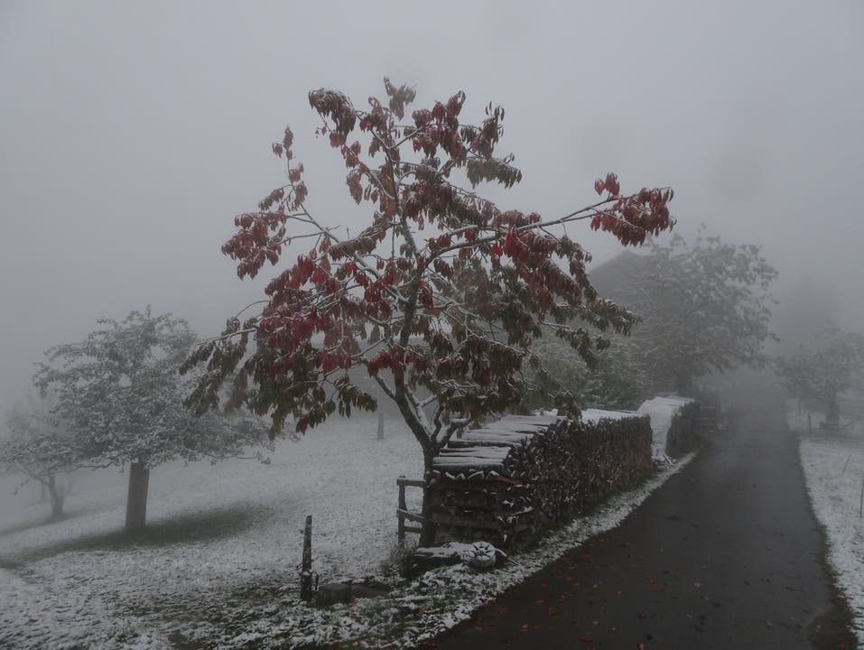 Der Kirschbaum in Hohlenstein, Mosnang, trotzt als einziger Farbtupfer dem Wintereinbruch. (Bild: Hubert Koch)