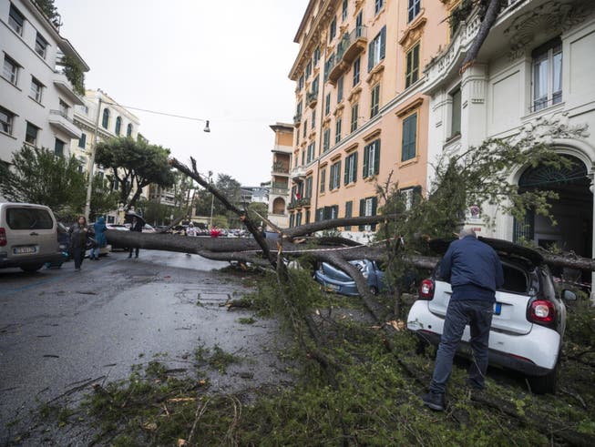 Der Sturm fällte auch Bäume, wie hier eine Pinie in Rom. (Bild: KEYSTONE/EPA ANSA/ANGELO CARCONI)