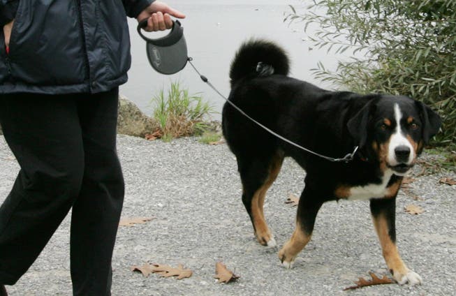 Der Hundeleinenzwang kann in Giswil vorerst noch nicht durchgesetzt werden. (Bild LZ)