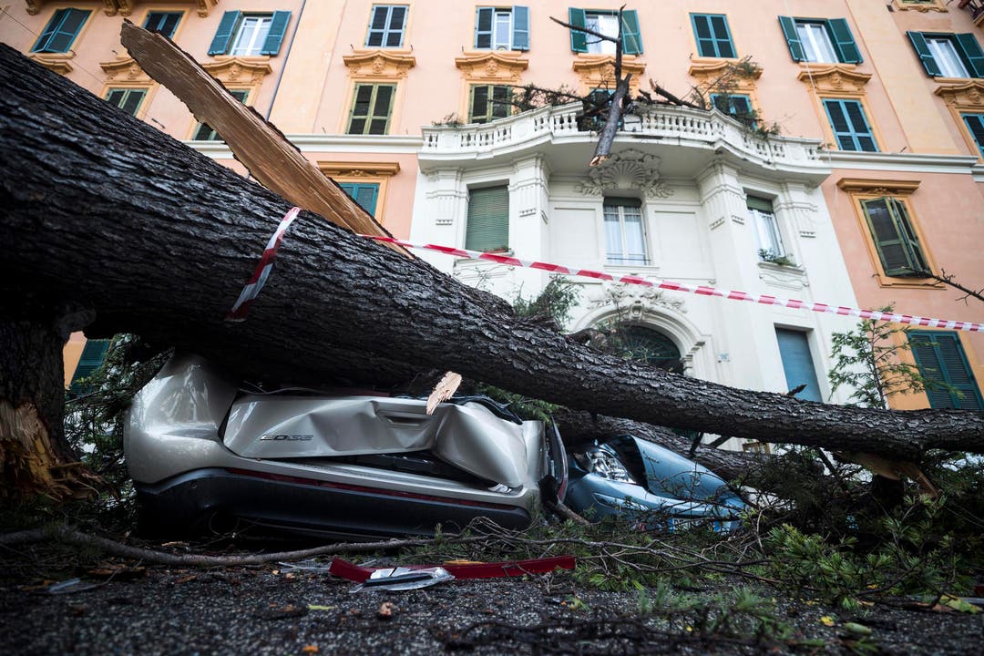 In Rom zerstörte ein umgestürzter Baum mehrere Autos. (Bild: Angelo Carconi/ANSA via AP (29. Oktober 2019))