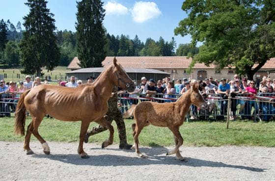 Mit der Versteigerung der Pferde aus Hefenhofen wurden im August 2017 vorab die Kosten der Behörden gedeckt. (Bild: Karin Hofer/NZZ)