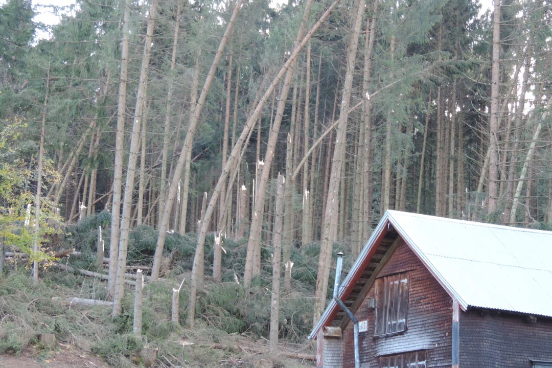 Der Sturm hat in diesem Waldrand auf der «Lemerenwees» in Gontenbad zahlreiche Fichten geknickt. (Bild: pd)