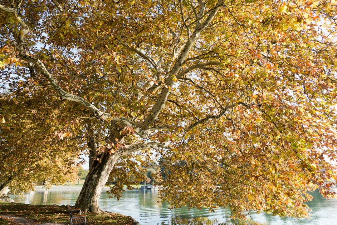 Der sonnige Herbst ist bereits Geschichte. Herbstfarben im Villettepark Cham. (Bild: Erich Würgler, 25. Oktober 2018)