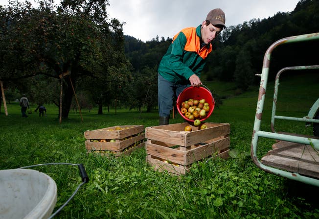 Simeon Hegglin ist auf dem Bauernhof angestellt. Auch das Einsammeln der Äpfel gehört zu seinen Arbeiten. (Bild: Stefan Kaiser (Morgarten, 1. Oktober 2018))
