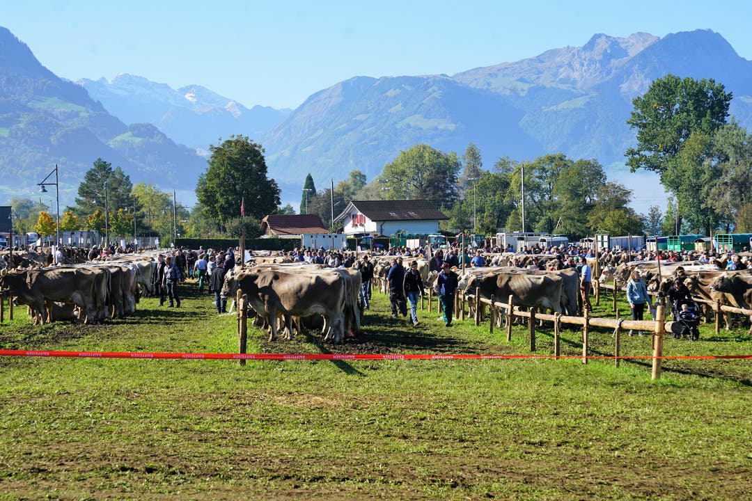Die kantonale Viehschau in Sarnen bei prächtigem Wetter. (Bild: Romano Cuonz, 5. Oktober 2018)