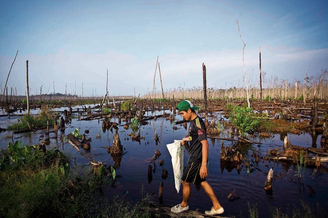 Ein noch intakter Sumpf in Sumatra, Indonesien: Legt man solche Feuchtgebiete trocken, entsteht grosser Schaden. (Bild: Ulet Ifansati/Getty)