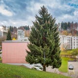 Der diesjährige St.Galler Weihnachtsbaum: Noch steht die Rottanne an der Rehetobelstrasse 71a. (Bild: Urs Bucher)