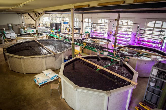 Technisch kompliziert: In einer ehemaligen Fabrikhalle wurden tropische Speisefische in Bassins gezüchtet. (Bild: Reto Martin, 24. Februar 2016)