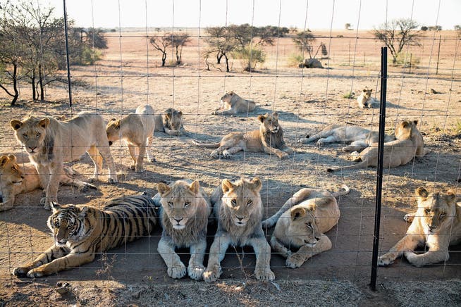 In Südafrika leben über 8000 Löwen und weitere Raubtiere in Gefangenschaft. Im Bild eine Farm in Kroonstad. (Bild: Per-Anders Pettersson/Getty)