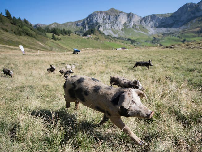 Nicht alle Schweine geniessen eine so artgerechte Haltung wie diese auf der Alp Selez im Kanton Uri. (Bild: KEYSTONE/URS FLUEELER)