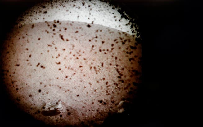 Das Bild vom Mars, welches «InSight» zur Erde geschickt hat, ist auf einem Computerbildschirm im Nasa-Zentrum zu sehen. (Bild: NASA via AP (Pasadena, 26. November 2018))