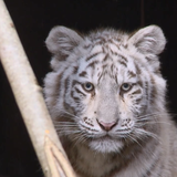 Schweizer Zoochef «adoptiert » weisse Tigerbabys