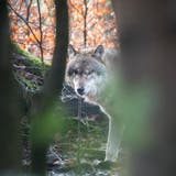 Ein Wolf im Wildpark Bruderhaus bei Winterthur. (Bild: Benjamin Manser)