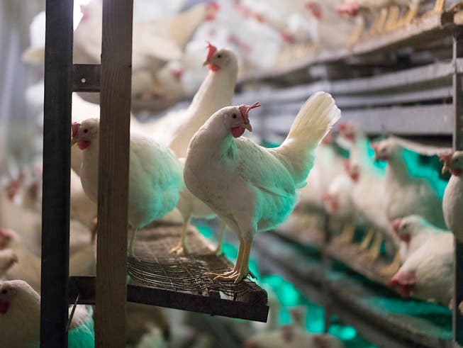 Legehennen in einem Stall in Thurgau. Der Kanton hat mit einem Huhn pro Einwohner die zweitgrösste Legehennendichte der Schweiz. (Bild: Keystone)