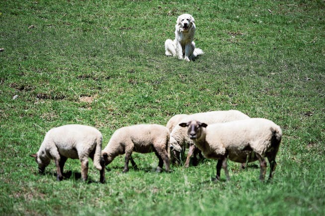 Herdenschutzhunde bewachen ihre Schafe, jagen dabei aber auch so manchem Touristen Angst ein. (Bild: Keystone/Jean-Christophe Bott)