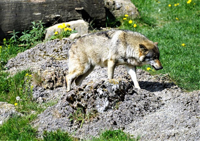Ein Wolf im Tierpark Goldau. (Bild: Romano Cuonz)