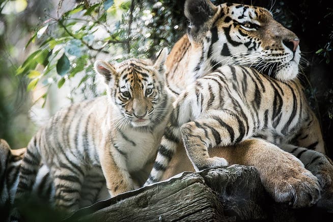 Die Tigerfamilie wird am 24. Dezember als erste beschenkt. (Bild: Ralph Ribi (17. Juli 2018))